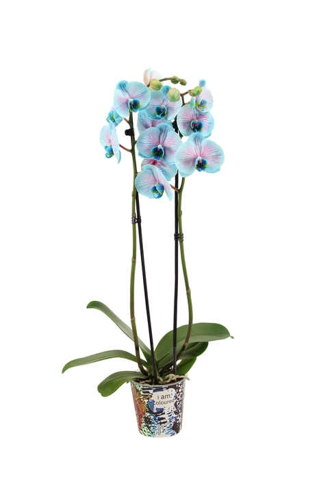 <h4>Potcover I Am Coloured Phal I Am Bubblegum 2T14+</h4>