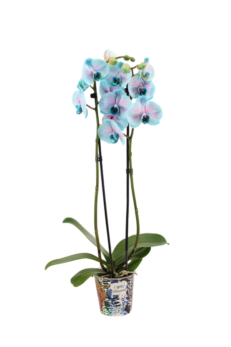 <h4>Potcover I Am Coloured Phal I Am Bubblegum 2T14+</h4>
