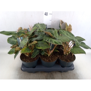 Philodendron verrucosum 'Incensi'