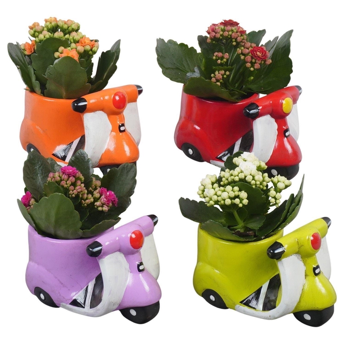 <h4>Arr.    Planten  L%</h4>