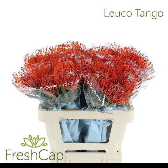 <h4>LEUCO CO TANGO</h4>