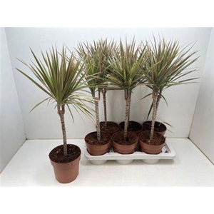 Dra Marg Bicolor 30cm 3+