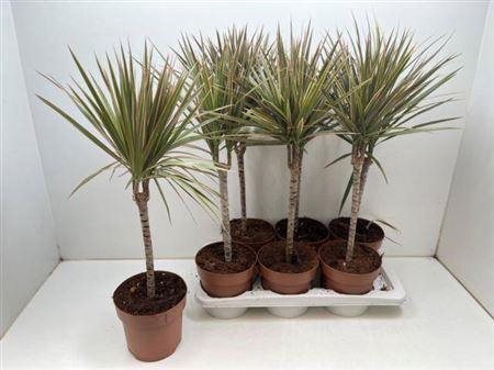 <h4>Dra Marg Bicolor 30cm 3+</h4>