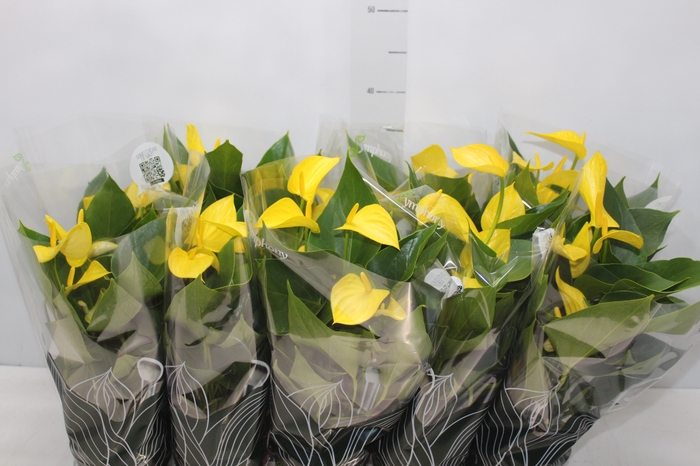 <h4>ANTHURIUM COLOURS AMARELO P12</h4>