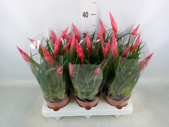 <h4>Vriesea  'Astrid'</h4>