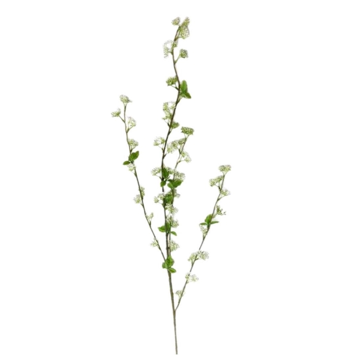 <h4>Berry 115cm</h4>