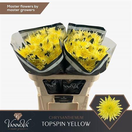<h4>Chr G Topspin Yellow</h4>