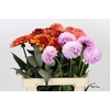 Dahlia Gemengd in fust