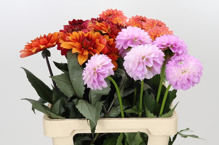 <h4>Dahlia Gemengd in fust</h4>