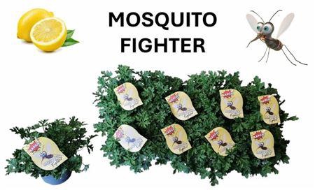 <h4>Pelargonium graveolens</h4>