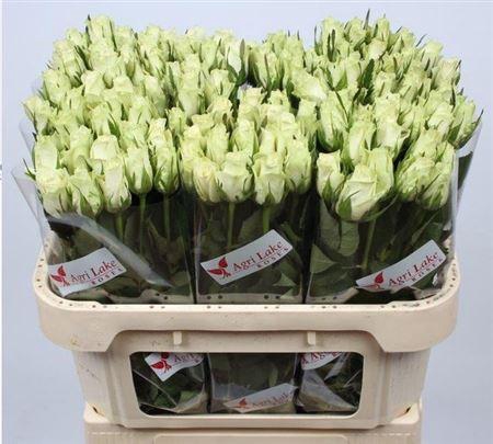 <h4>R Gr Athena</h4>