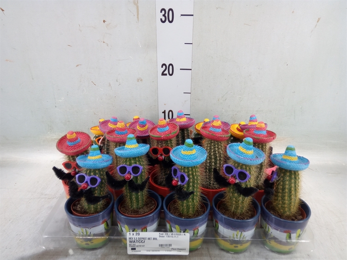 <h4>Cactus   ...decorated</h4>