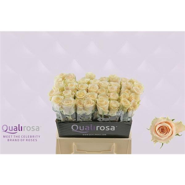 <h4>R Gr Charmant</h4>