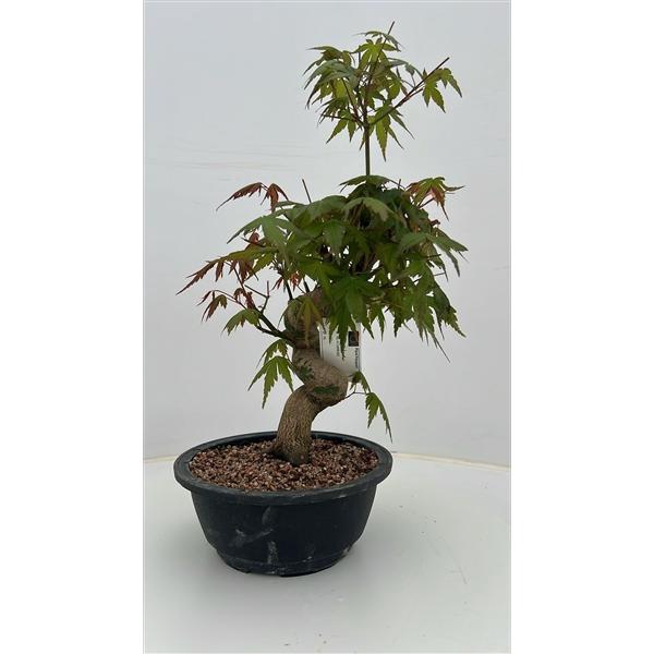 <h4>Acer palmatum, in 20 cm trainingspot.</h4>