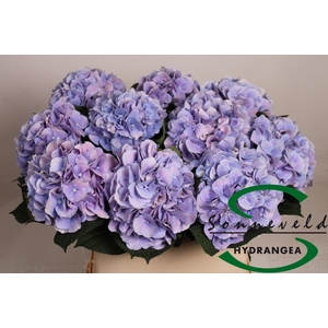 Hydrangea Marsepein (blauw)