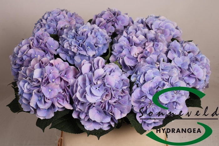 <h4>Hydrangea Marsepein (blauw)</h4>