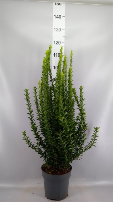 <h4>Euonymus japon.   ...</h4>