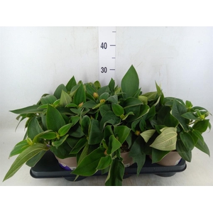 Tibouchina urvilleana 'Rich Blue'