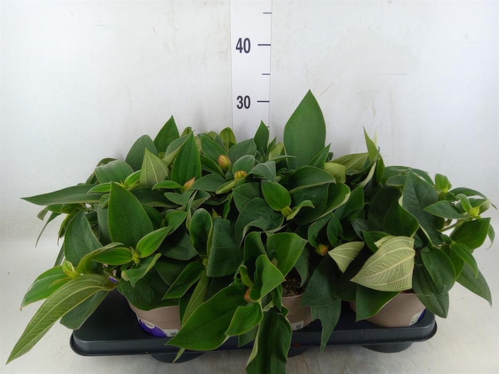 <h4>Tibouchina urvilleana 'Rich Blue'</h4>