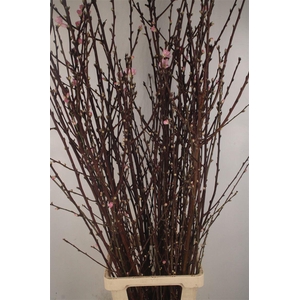 Peachblossem Pink Per Bunch 110cm Ex