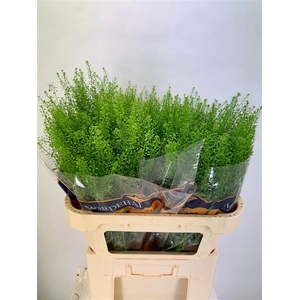 Lepidium Green Bell