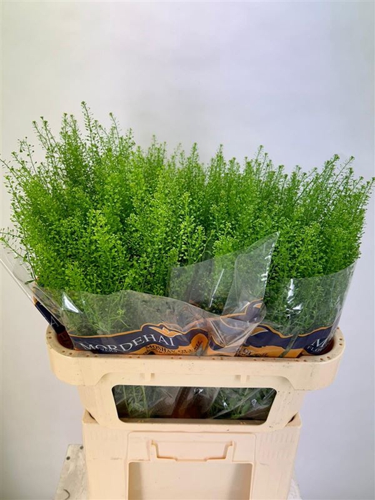 <h4>Lep Ru Green Bell</h4>