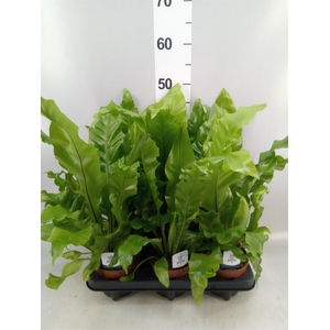 Asplenium nidus