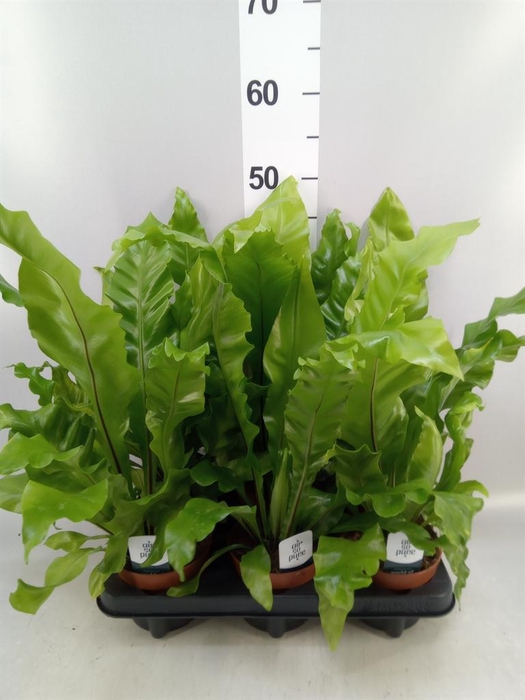 <h4>Asplenium nidus</h4>