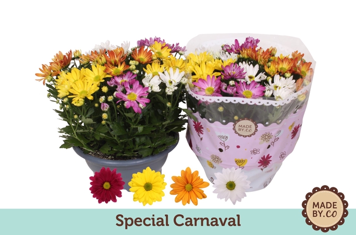 <h4>Chrysanthemum gemengd in pot</h4>