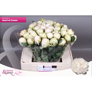 Paeonia Bowl Of Cream | XXL