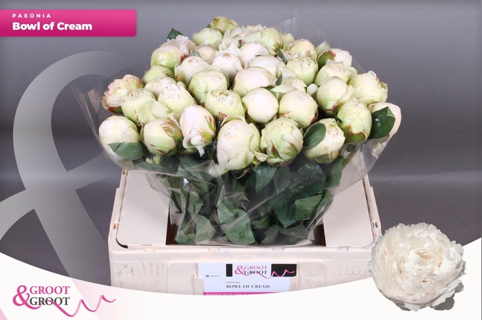 <h4>Paeonia Bowl Of Cream | XXL</h4>