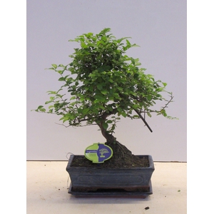 Sageretia theezans, 25 cm., shape, with drip tray