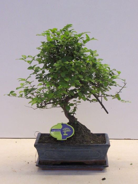 <h4>Sageretia theezans, 30cm., shape, with drip tray</h4>