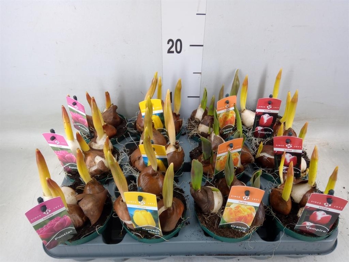 <h4>Tulipa   ...mix 4</h4>