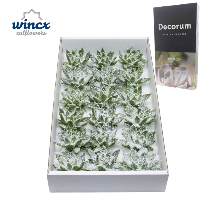 <h4>Echeveria White Snow Cutflower</h4>