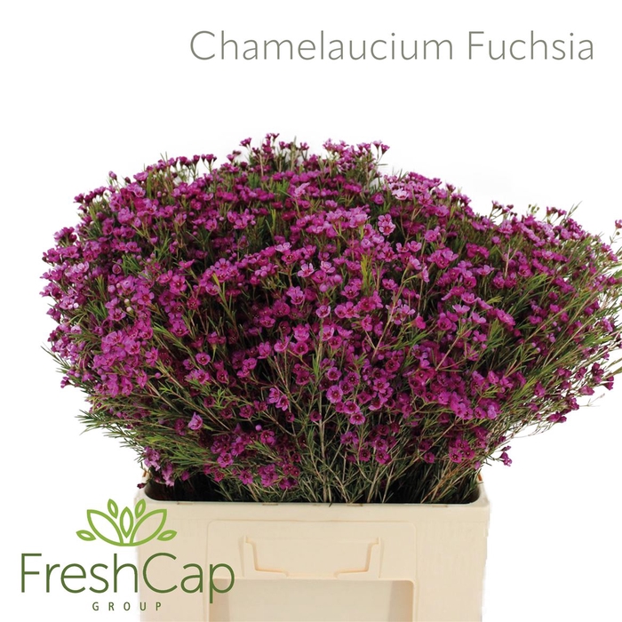 <h4>Chamelaucium Fuchsia</h4>