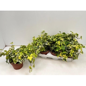 Hedera hibernica Golden Kolibri 13Ø 25cm 25cm