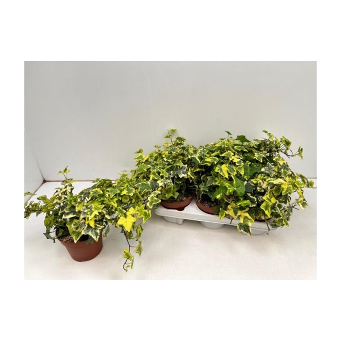 <h4>Hedera hibernica Golden Kolibri 13Ø 25cm 25cm</h4>