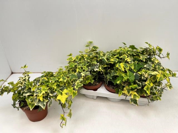 Hedera hibernica Golden Kolibri 13Ø 25cm 25cm