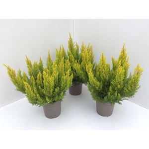 Erica arborea Albert's Gold