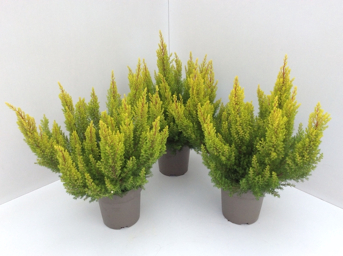 <h4>Erica arborea Albert's Gold</h4>