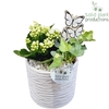 KH001 Amy 2PP White