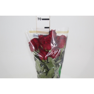 ROSA SAMOURAI 060 CM ESTUFA