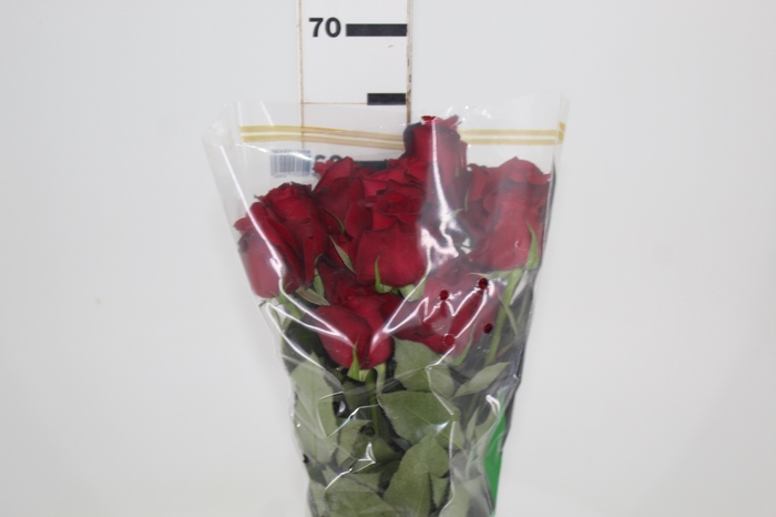 <h4>ROSA SAMOURAI 060 CM ESTUFA</h4>