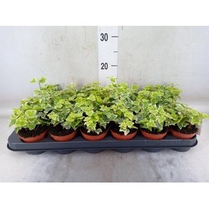 Hedera helix 'White Wonder'