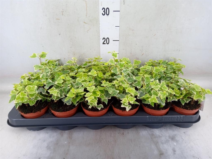 <h4>Hedera helix 'White Wonder'</h4>