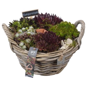 PTS7472 Arrangementen Sempervivum