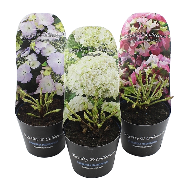 <h4>Hydrangea macr. Royalty Collection® MIX C2 (17cm.) Potcover</h4>