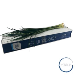 LILLYGRASS 80CM