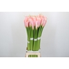 Zantedeschia Eydolls Pink